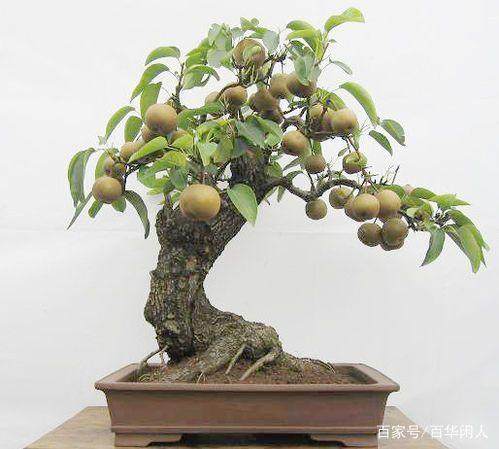 给梨树盆景造型要注意的3个问题