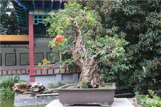 郑州市第十二届盆景展将于9月29日在人民公园举行