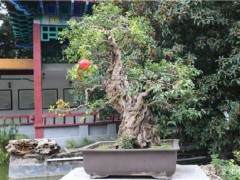 郑州市第十二届盆景展将于9月29日在人民公园举行