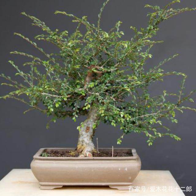 图解 对榆树盆景的修剪蟠扎过程