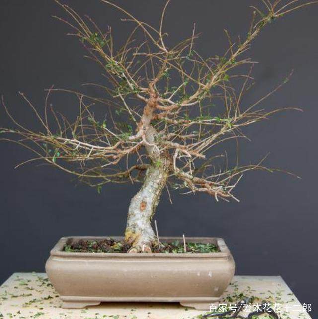 图解 对榆树盆景的修剪蟠扎过程