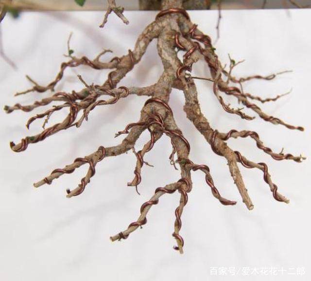 图解 对榆树盆景的修剪蟠扎过程