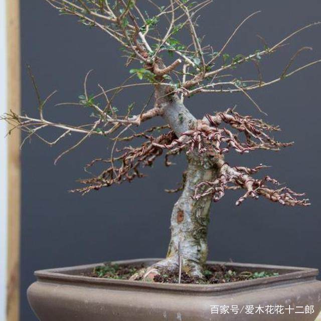 图解 对榆树盆景的修剪蟠扎过程