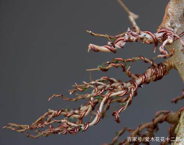 图解 对榆树盆景的修剪蟠扎过程