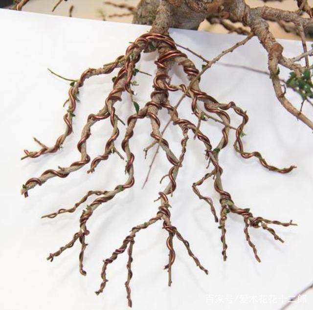 图解 对榆树盆景的修剪蟠扎过程