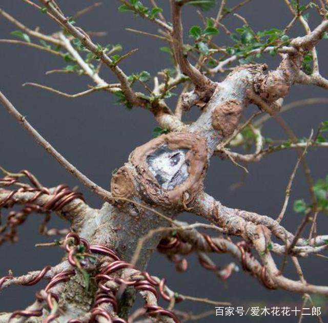 图解 对榆树盆景的修剪蟠扎过程
