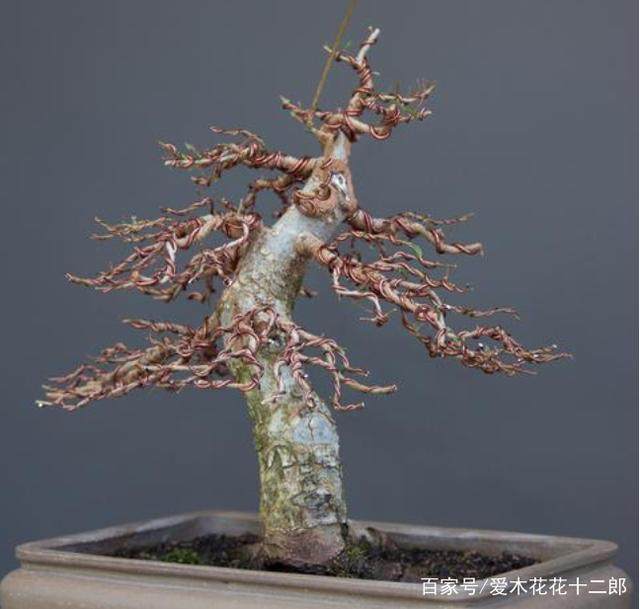 图解 对榆树盆景的修剪蟠扎过程