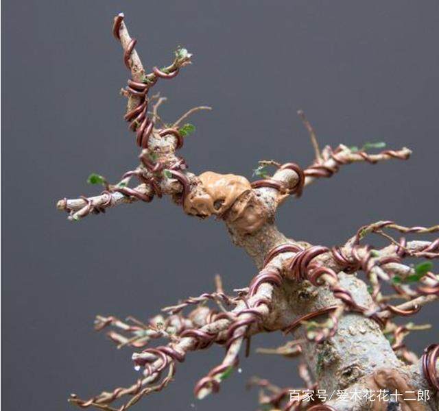 图解 对榆树盆景的修剪蟠扎过程