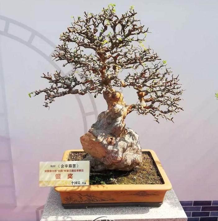 泉州市第十七届盆景赏石展览