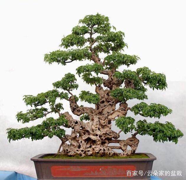 黄荆盆景的栽培与造型装饰