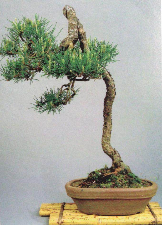 苏格兰松树盆景的历史