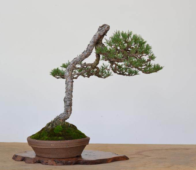 苏格兰松树盆景的历史