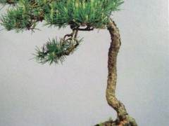 苏格兰松树盆景的历史