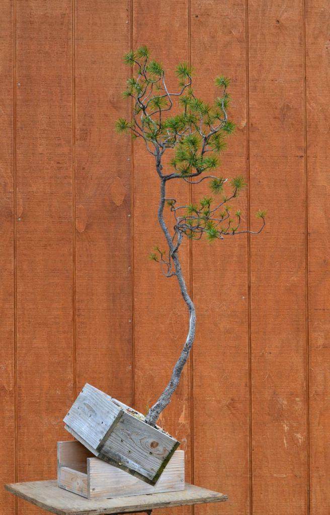 图解 如何对黑松盆景进行修剪造型