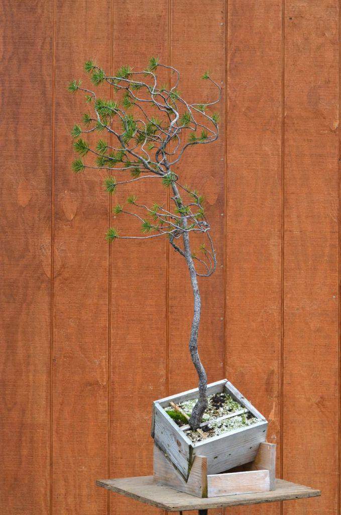 图解 如何对黑松盆景进行修剪造型