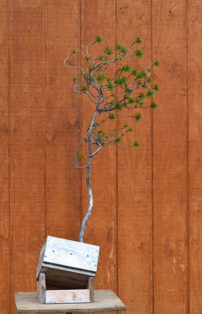 图解 如何对黑松盆景进行修剪造型