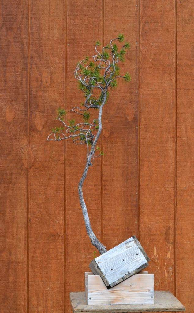 图解 如何对黑松盆景进行修剪造型