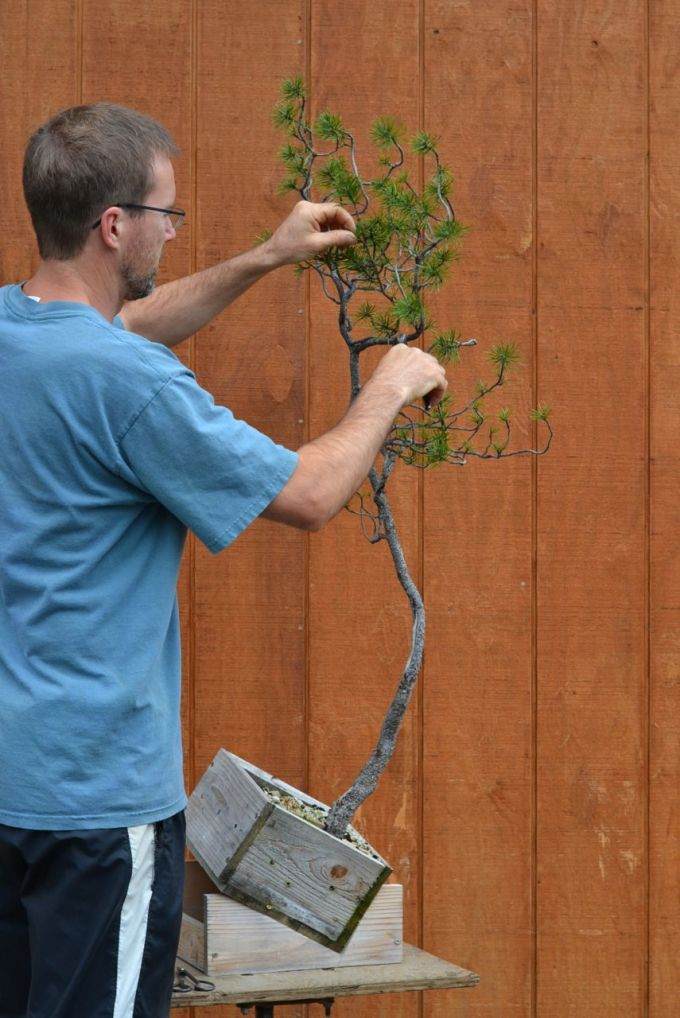 图解 如何对黑松盆景进行修剪造型