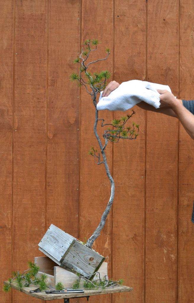 图解 如何对黑松盆景进行修剪造型