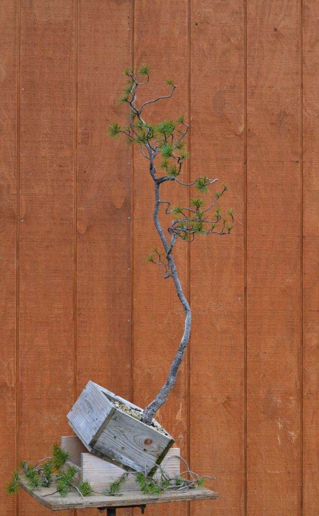 图解 如何对黑松盆景进行修剪造型