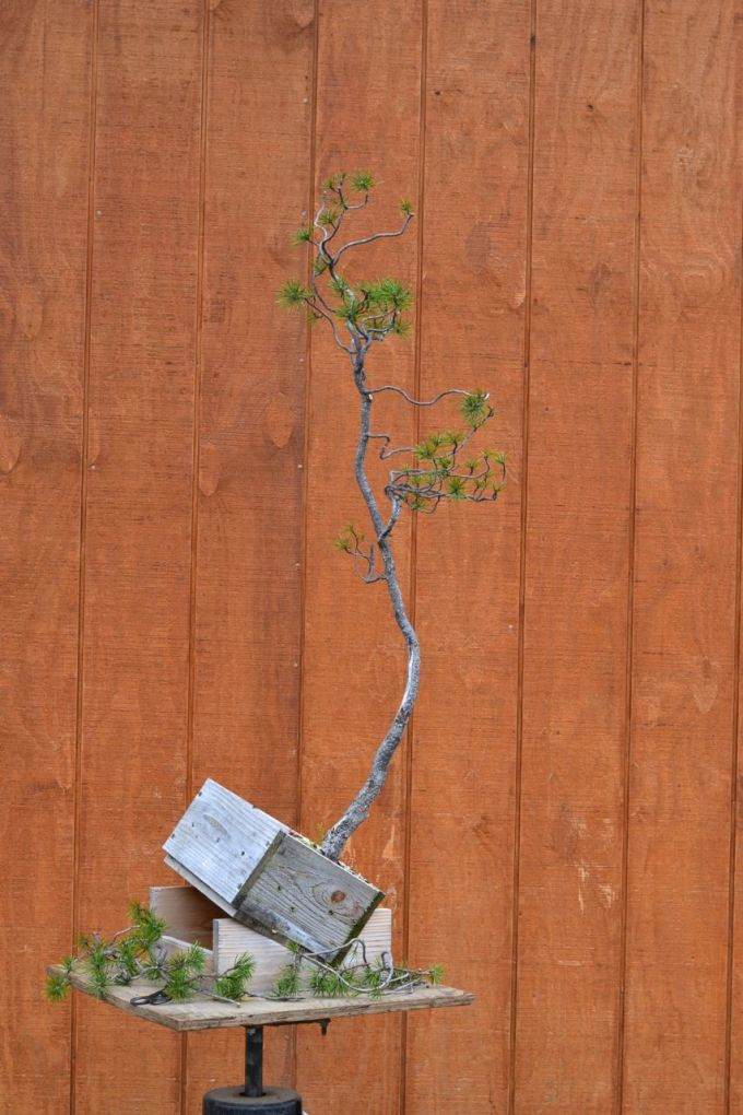 图解 如何对黑松盆景进行修剪造型