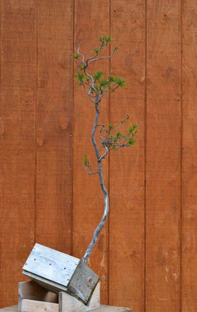 图解 如何对黑松盆景进行修剪造型