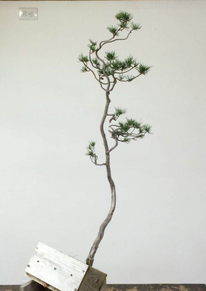 图解 如何对黑松盆景进行修剪造型