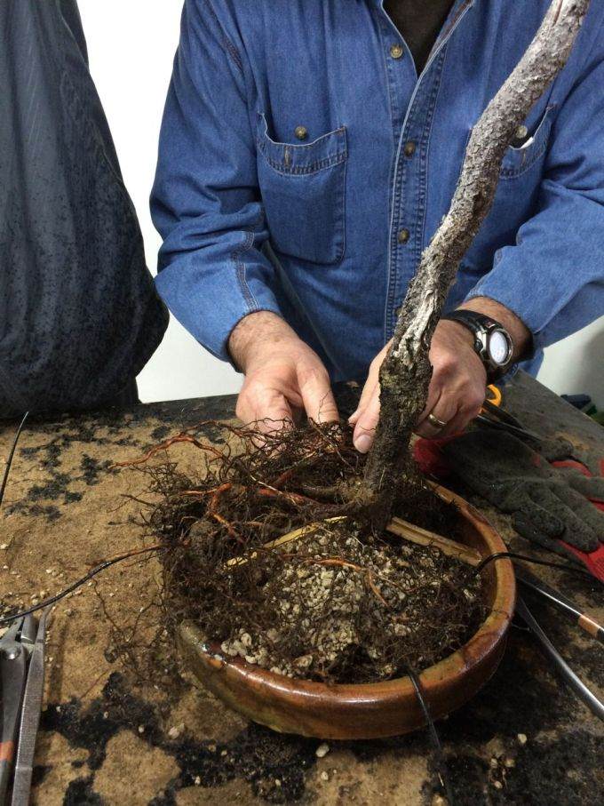 图解 如何对黑松盆景进行修剪造型