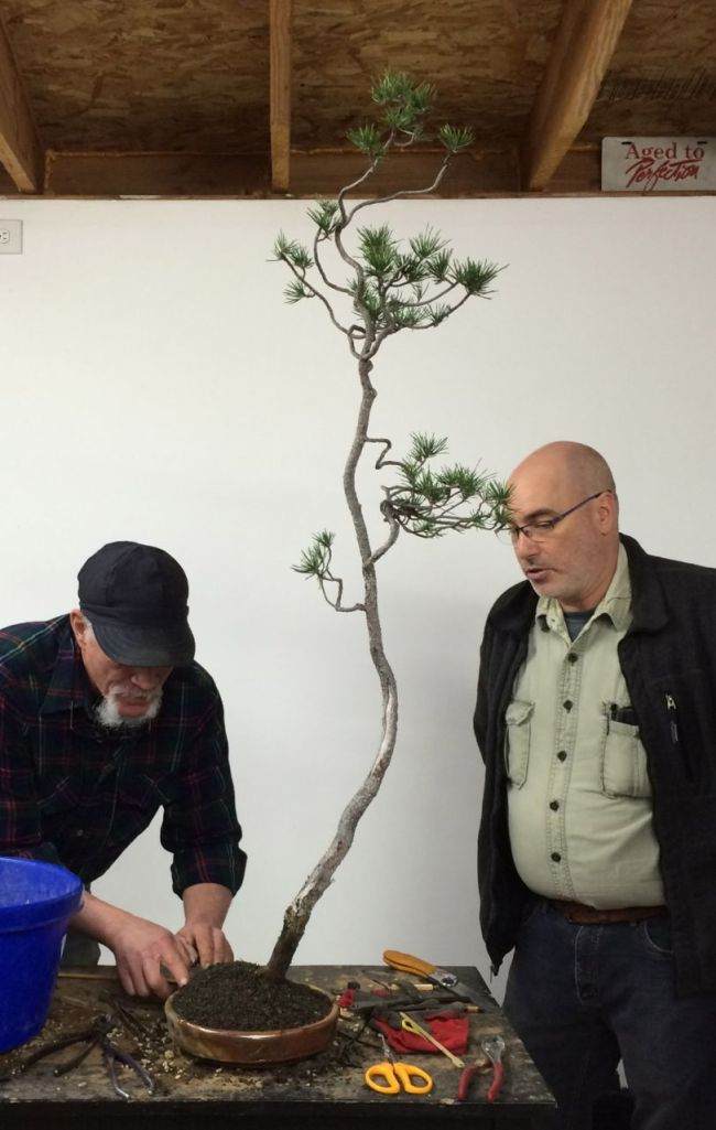 图解 如何对黑松盆景进行修剪造型