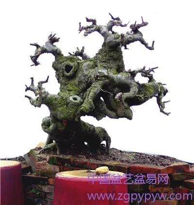 朴树盆景怎么制作造型的方法