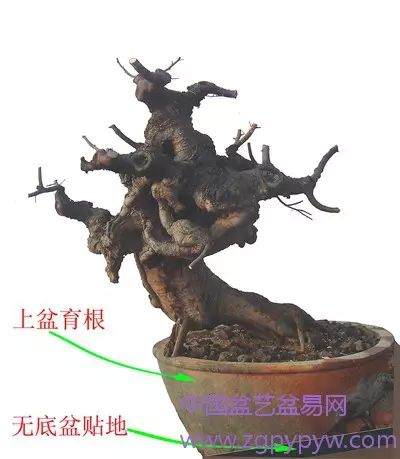 朴树盆景怎么制作造型的方法