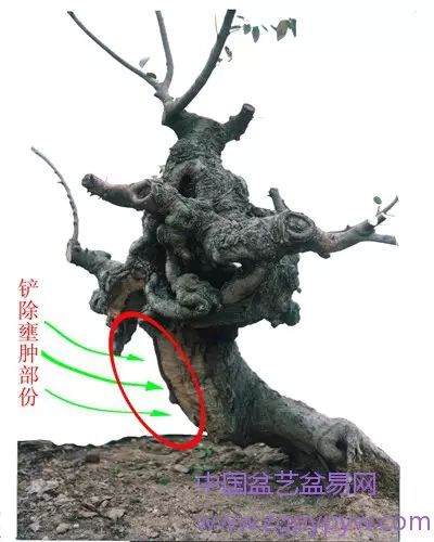 朴树盆景怎么制作造型的方法