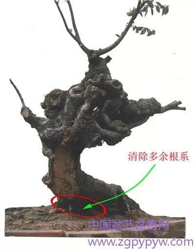 朴树盆景怎么制作造型的方法