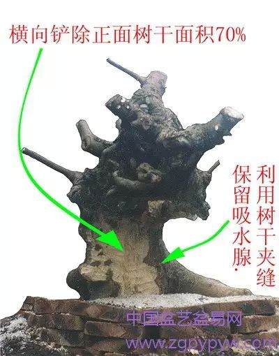 朴树盆景怎么制作造型的方法