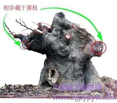 朴树盆景怎么制作造型的方法