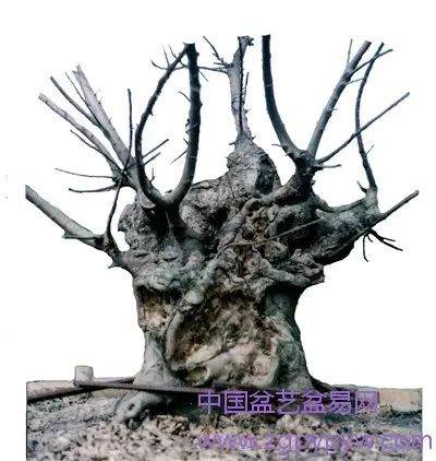 朴树盆景怎么制作造型的方法