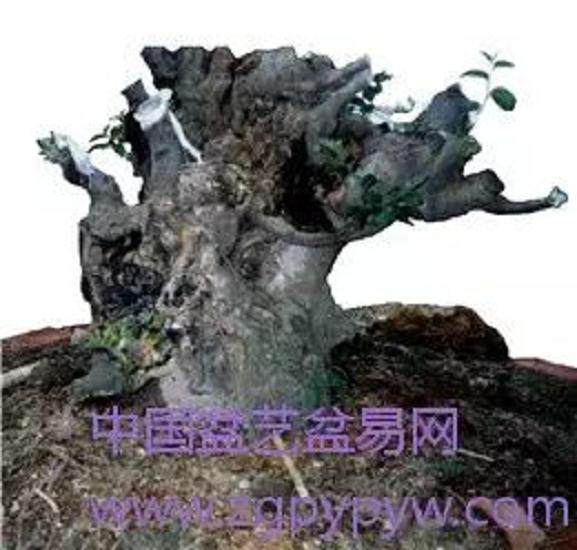 朴树盆景怎么制作造型的方法