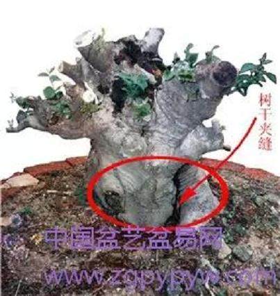 朴树盆景怎么制作造型的方法