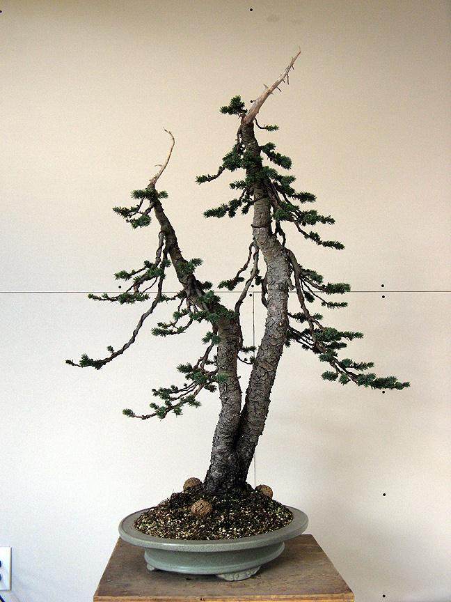 图解 如何对恩格尔曼云杉盆景的进行造型