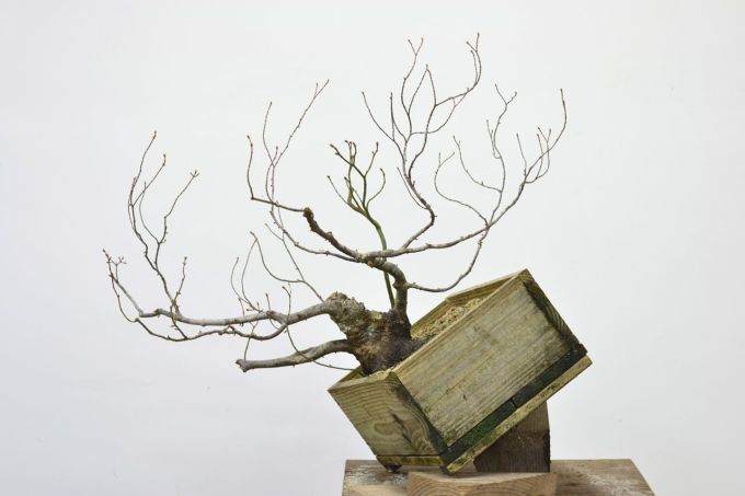 图解 如何对藤枫盆景进行造型的14个过程