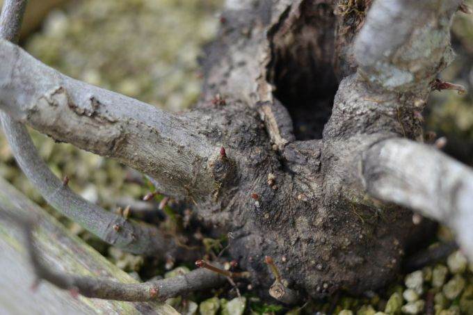 图解 如何对藤枫盆景进行造型的14个过程