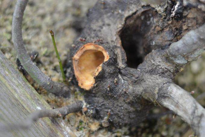 图解 如何对藤枫盆景进行造型的14个过程