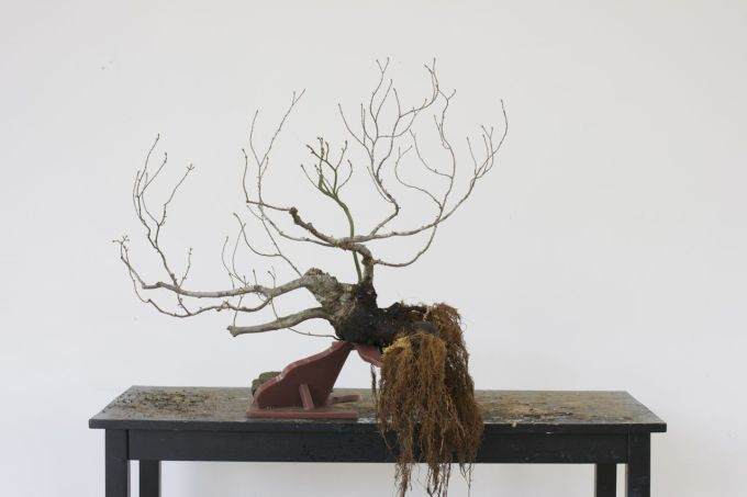 图解 如何对藤枫盆景进行造型的14个过程