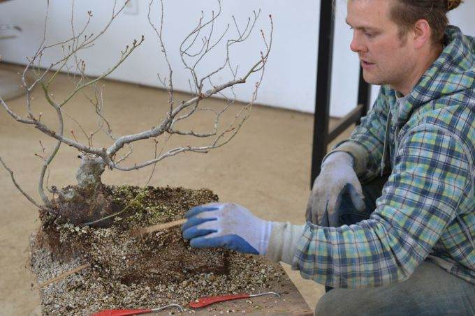 图解 如何对藤枫盆景进行造型的14个过程