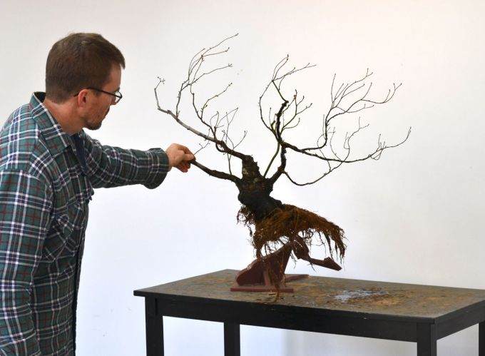 图解 如何对藤枫盆景进行造型的14个过程