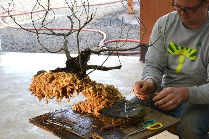 图解 如何对藤枫盆景进行造型的14个过程