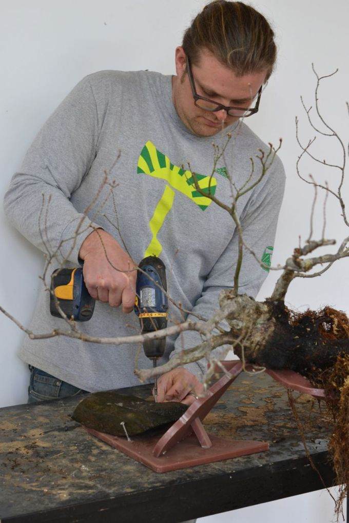 图解 如何对藤枫盆景进行造型的14个过程