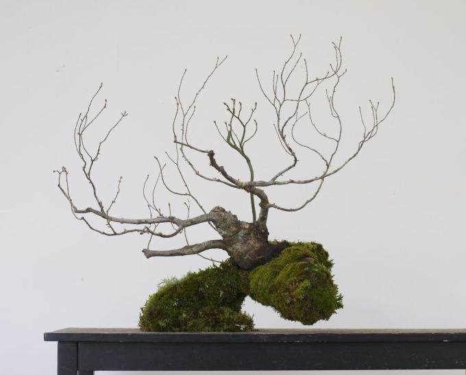 图解 如何对藤枫盆景进行造型的14个过程