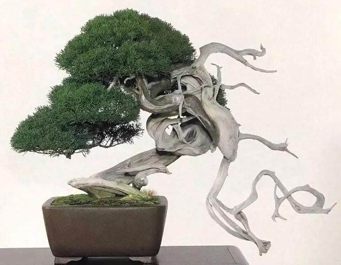 一般常用以下一些动势盆景的布置方法