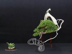 如何走上盆景大师之路？